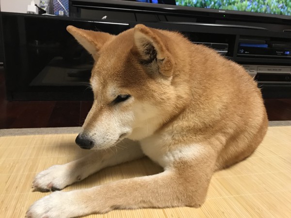 メル助しゃん画像
