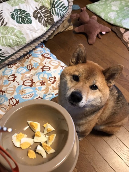 くま画像