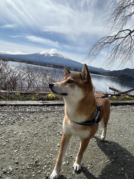 風〔ふう〕画像