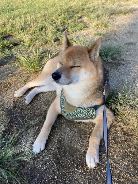 くま画像