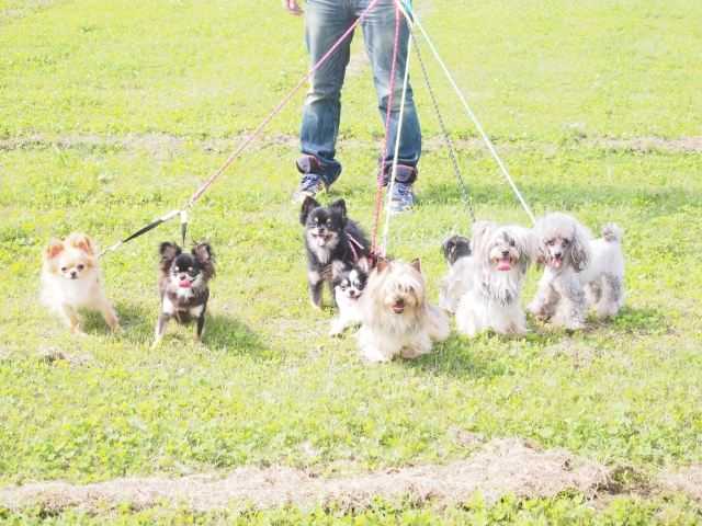 犬の散歩のアルバイトイメージ