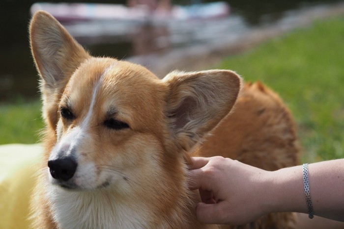 満足した表情の犬