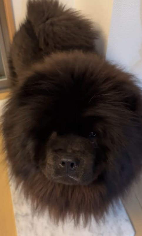 ソファ破壊事件後の大型犬たちの反応⑩