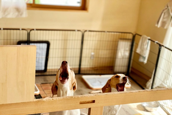 ケージの中で吠えている犬