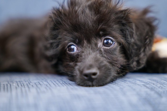 伏せて横を見る黒い子犬