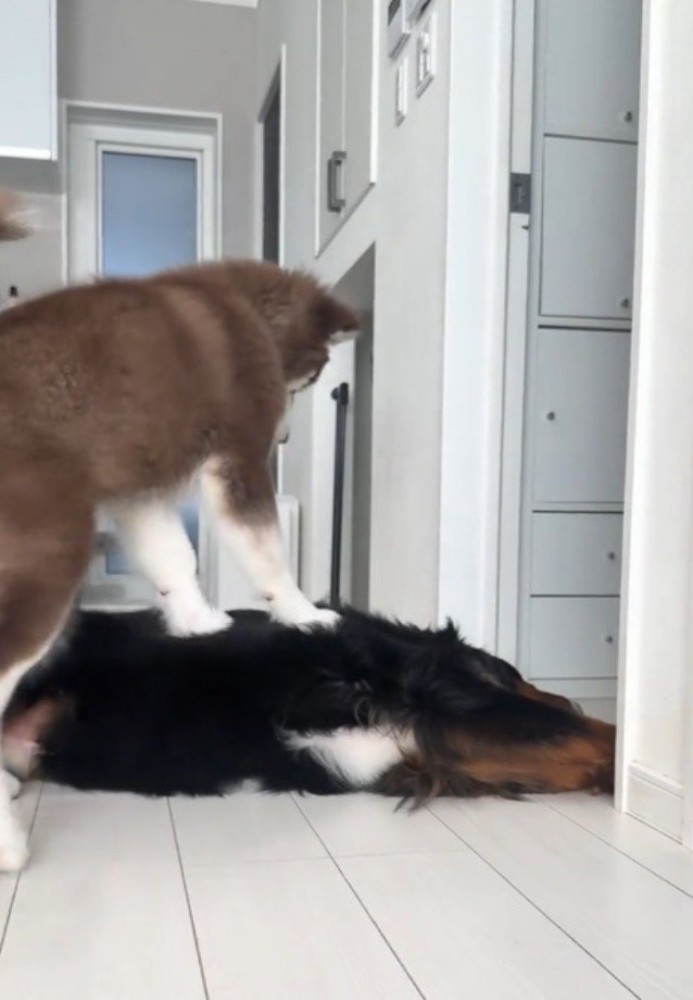 寝転がっている兄犬の体に、前足を乗せて乗っかる子犬