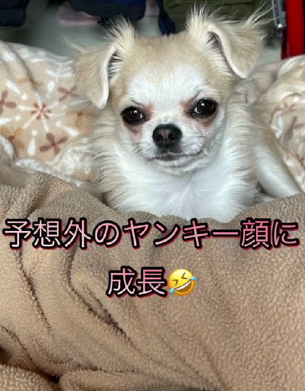 衝撃のヤンキーフェイス
