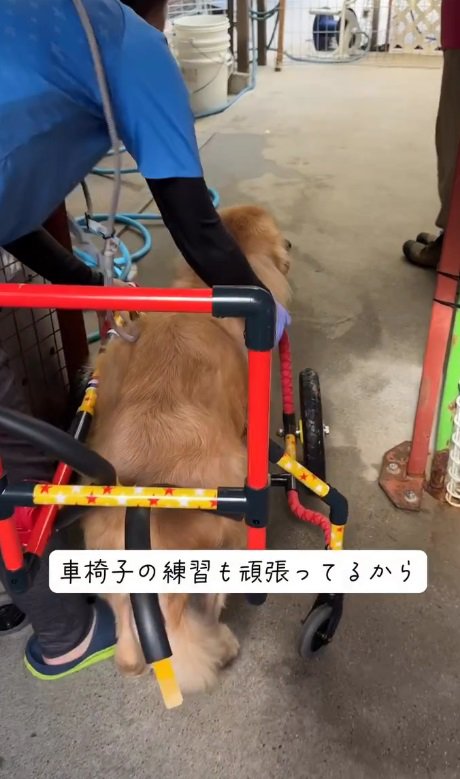 車椅子を練習中！