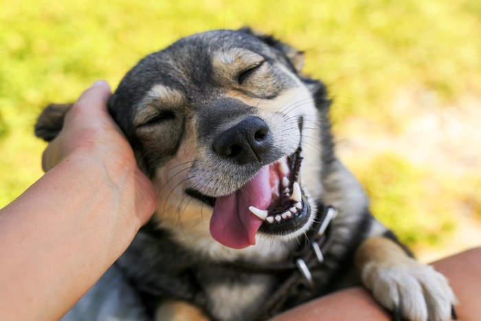 撫でられて幸せそうな犬