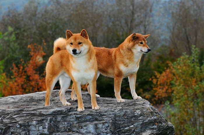 山中の岩場の上に立つ2匹の柴犬