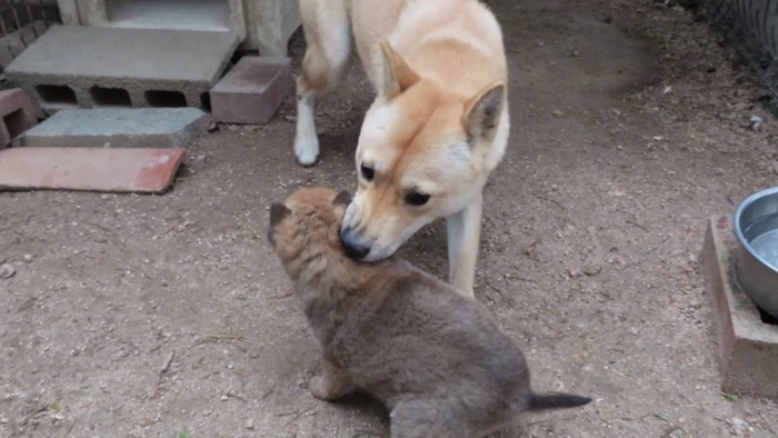 ちょっかいをかける親犬