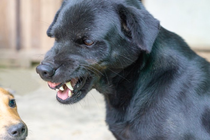 犬歯を見せて犬を威嚇する犬