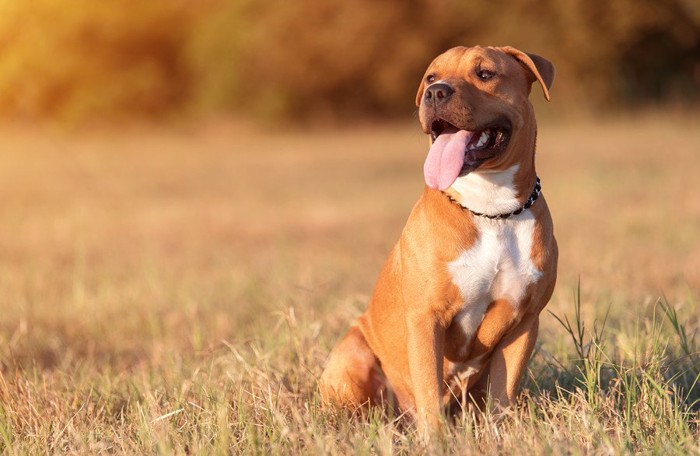 座ってパンティングをしている犬