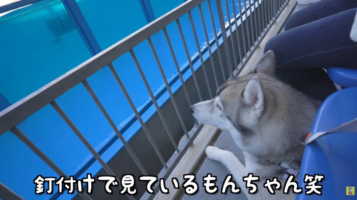 アシカに釘付けのもんちゃん