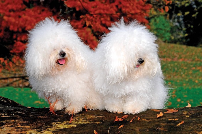 木の上に座る2頭のボロニーズ