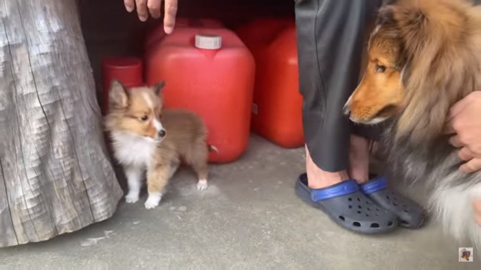 子犬に初対面のえとろくん