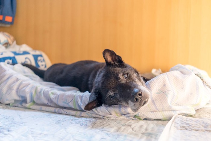 布団の上で横になる老犬