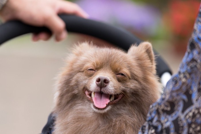 幸せそうな犬