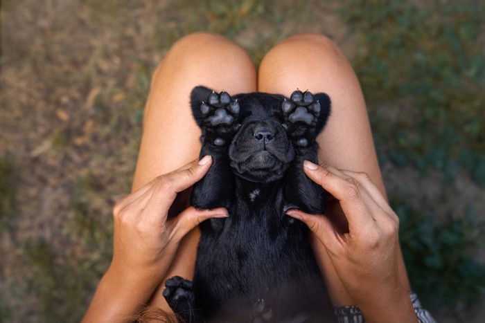 膝の上で仰向けになる子犬