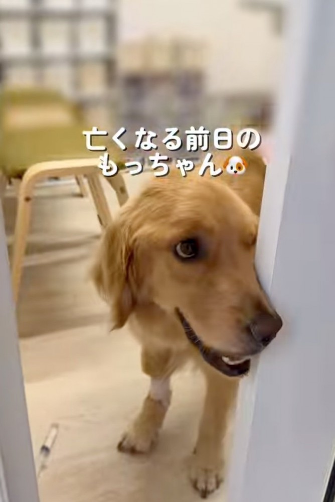 扉から覗く犬