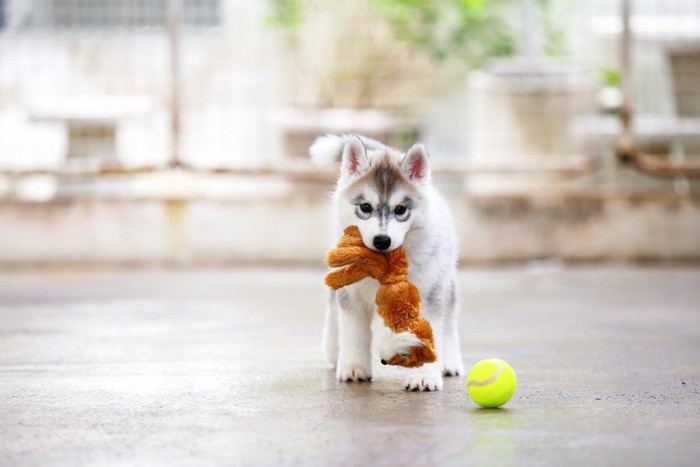 おもちゃをくわえている子犬