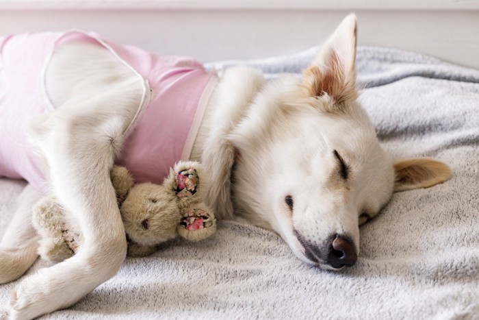 穏やかな顔で横になって休む術後服を着た犬