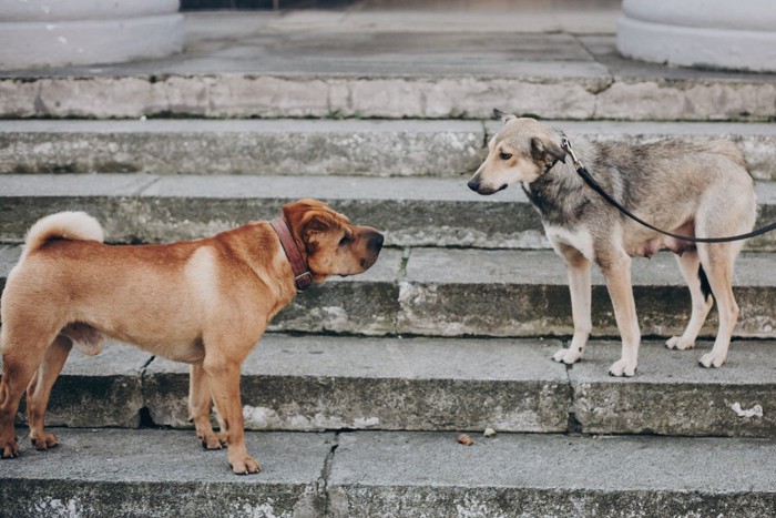 積極的な左の犬、怯えている右の犬