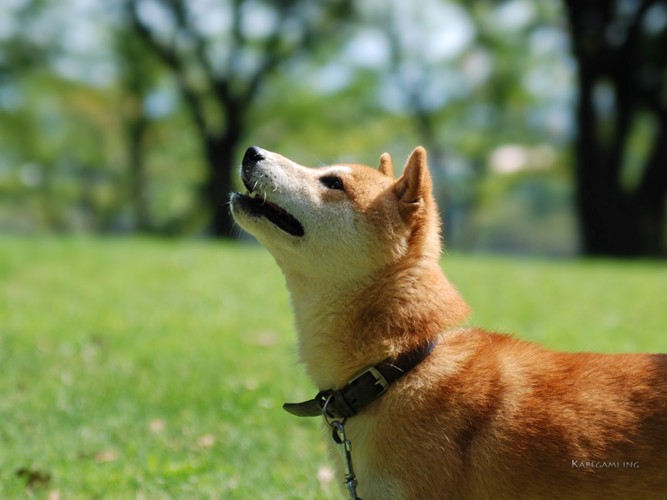 上を向いている柴犬の写真