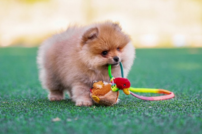 鳥のおもちゃを運ぶ子犬