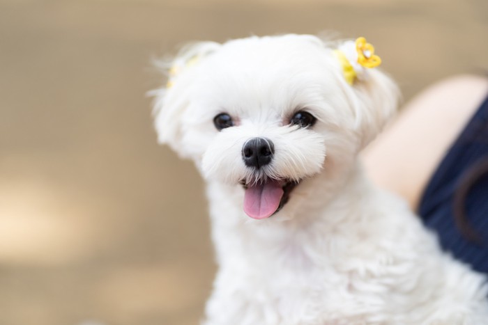 飼い主に抱っこされて嬉しそうなマルチーズ