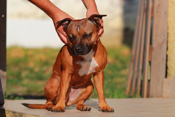 肩をマッサージされている犬