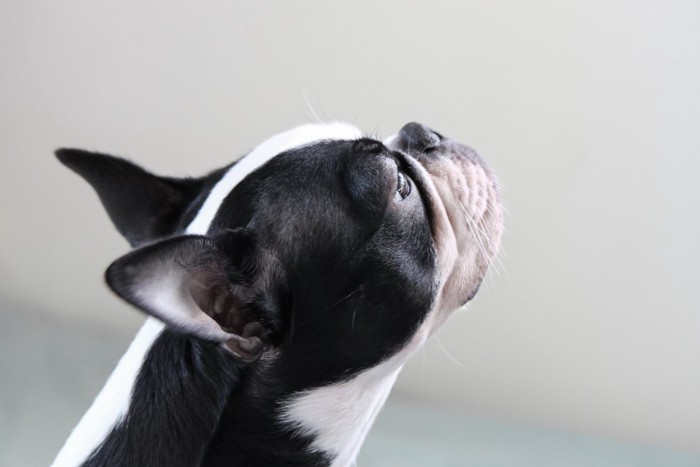 見つめる犬の横顔