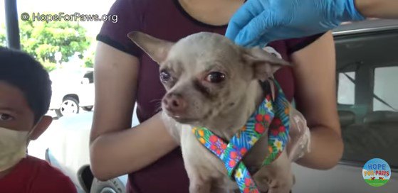 犬を差し出す女性