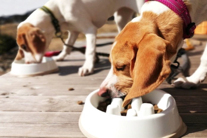 早食い防止ボウルで食べる犬