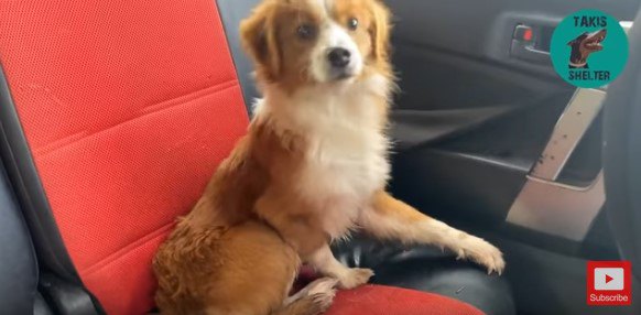 車の後部座席に座る犬