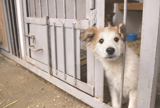 鉄格子に入っている犬