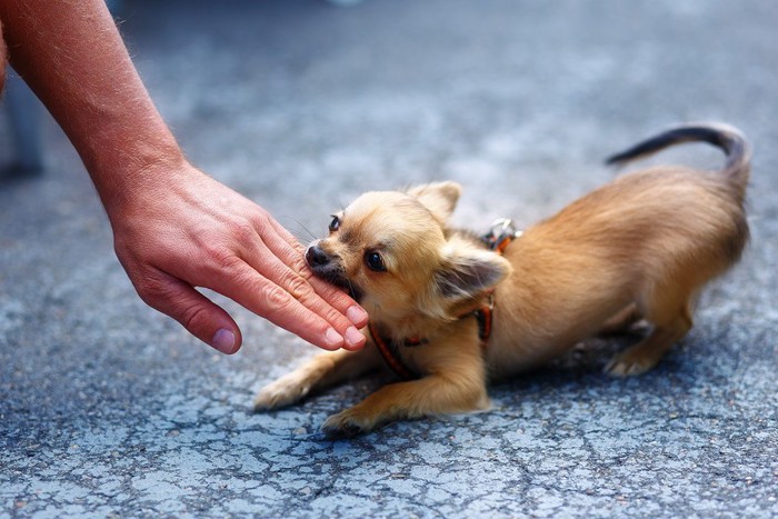 手を噛んでいる犬