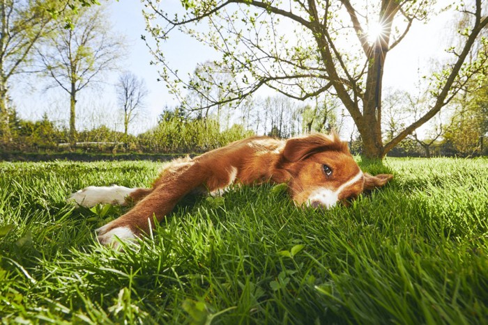 庭で倒れ込む犬