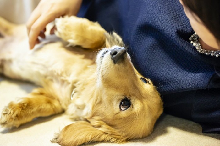 横になる飼い主の隣で仰向けになるダックスフンド