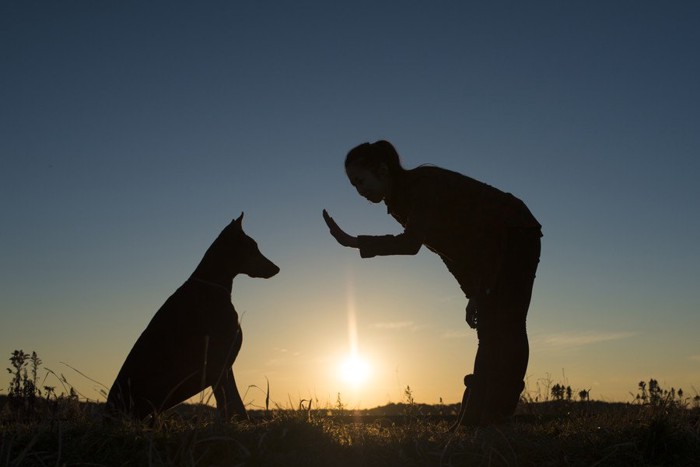 トレーニング中の犬