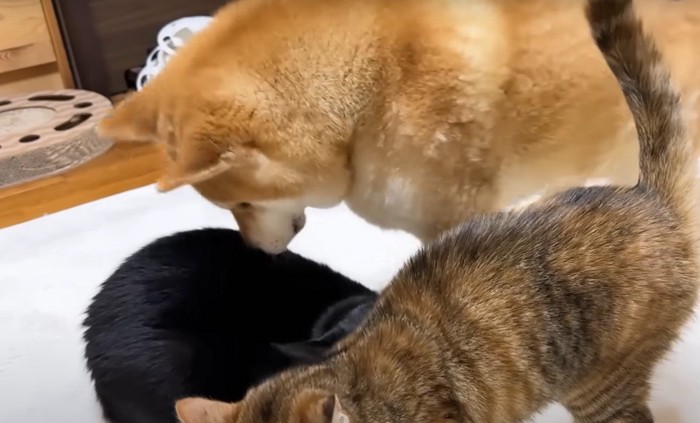 黒猫を嗅ぐ犬