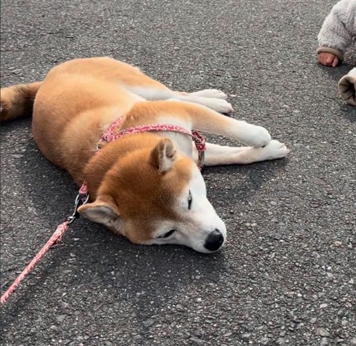 地面に横になる柴犬