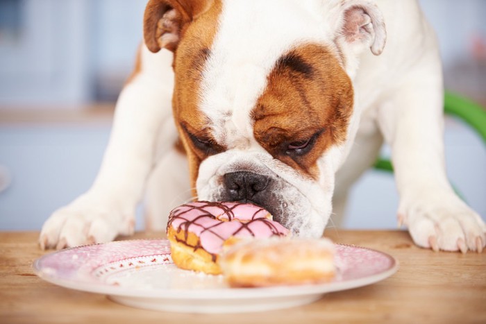 ドーナツを食べようとする犬