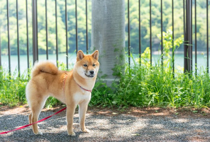 田舎道で散歩する柴犬