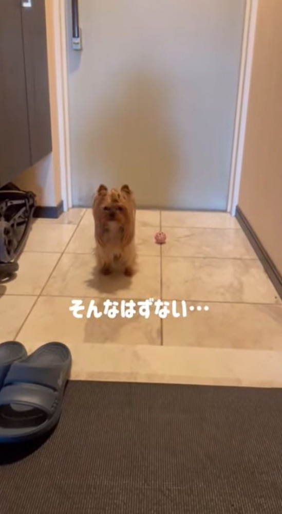 玄関で待つ犬