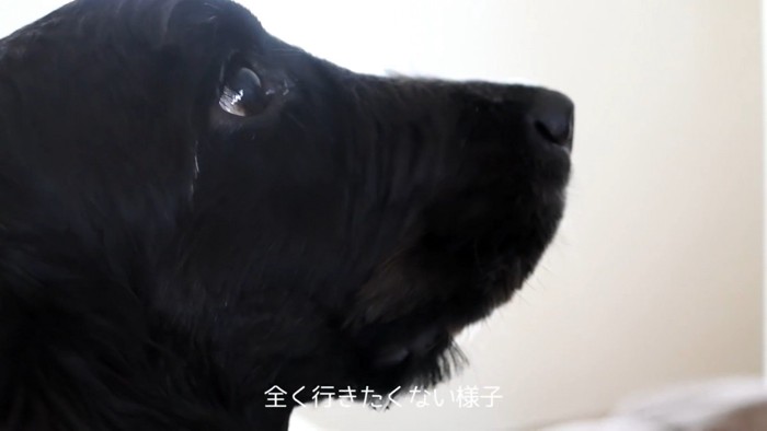 ルーク君をお散歩に誘った時の態度9