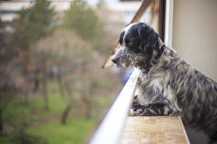 ベランダから外を眺める犬