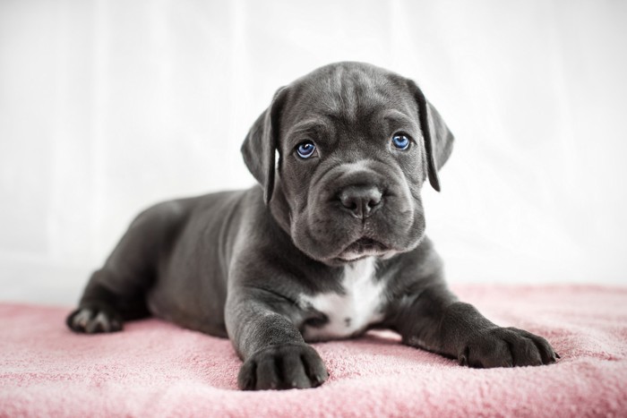 ブランケットの上で伏せているイタリアン・コルソ・ドッグの子犬