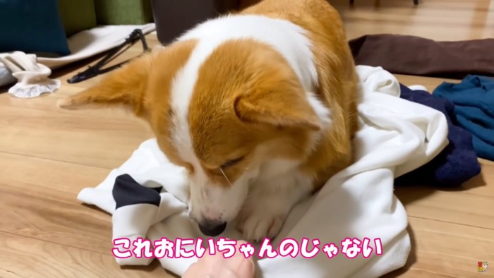 服の上に伏せて下を向く犬