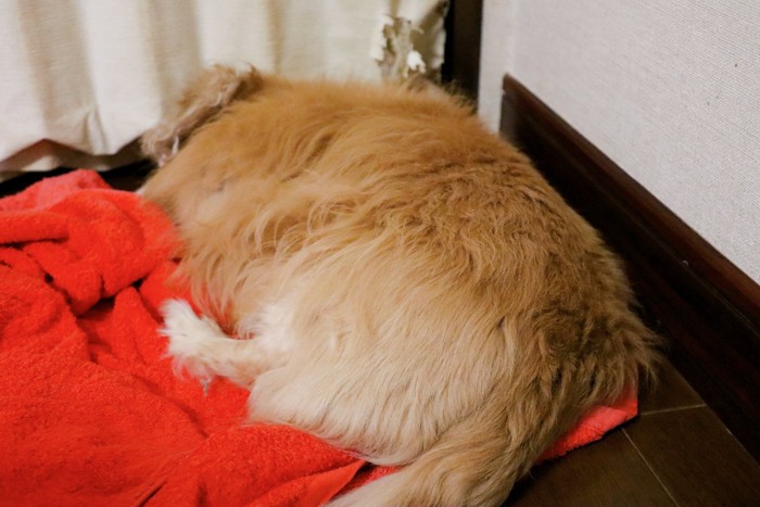 部屋の端っこで眠る老犬
